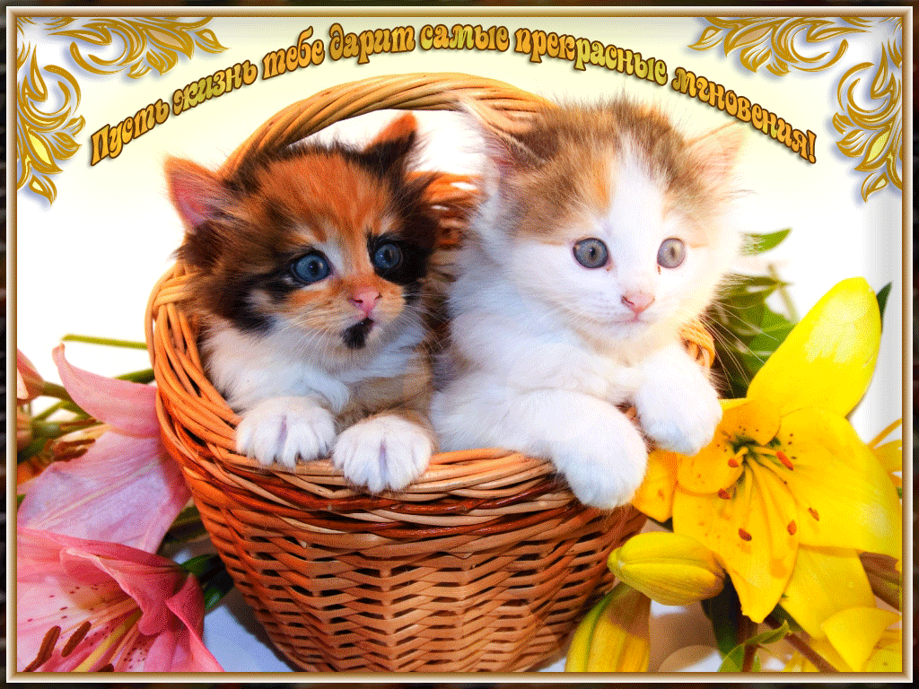 Cat-Kittens-with-Lilies